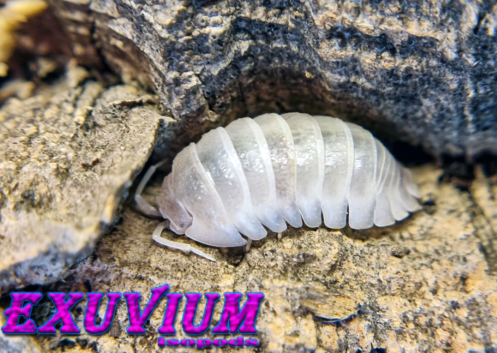 Armadillidium granulatum white pearl, isopods for sale, in stock, available, granulated pill woodlouse