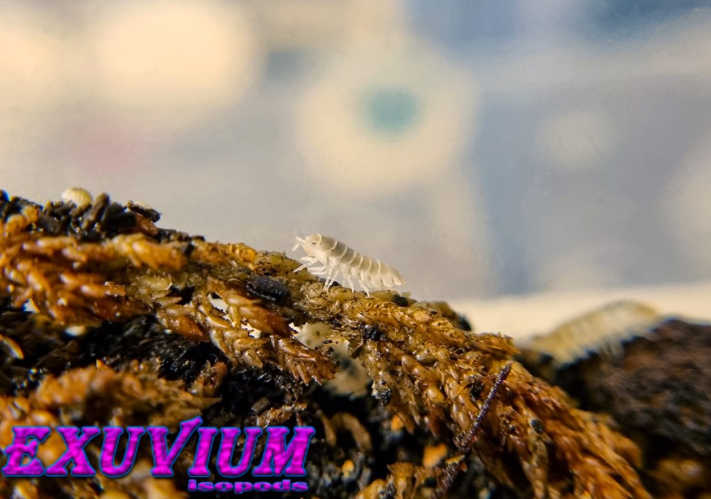 Armadillidium granulatum white pearl, isopods for sale, in stock, available, granulated pill woodlouse