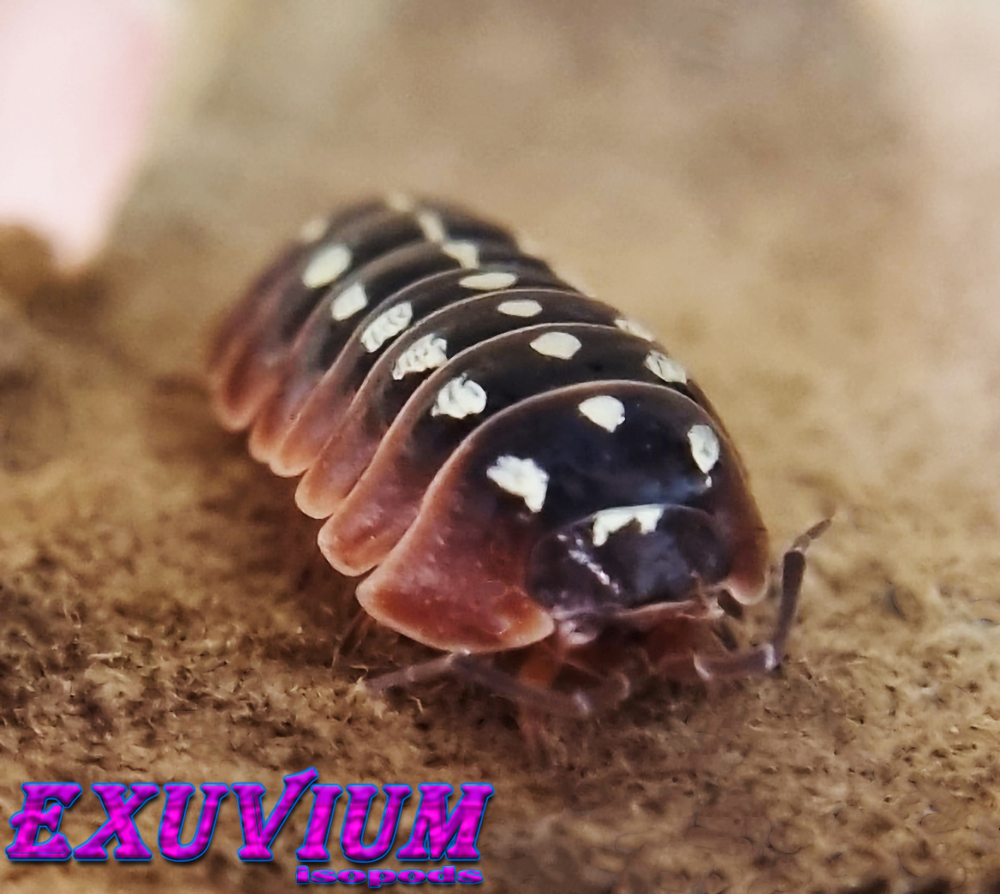 Armadillidium klugii Dubrovnik, clown isopod, isopods for sale, in stock, available, clown woodlouse