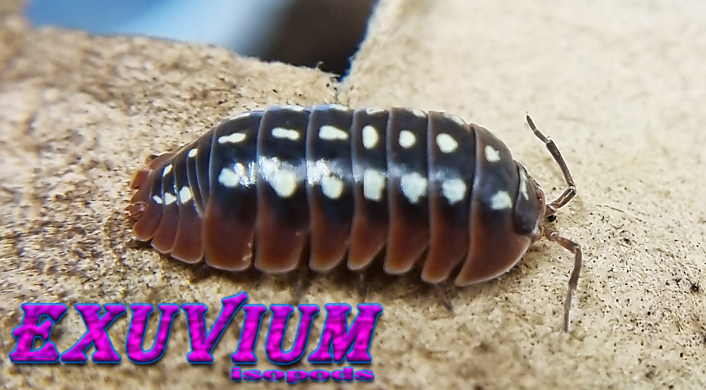 Armadillidium klugii ‘Dubrovnik’ (Dubrovnik Clown Isopod) – Exuvium Isopods