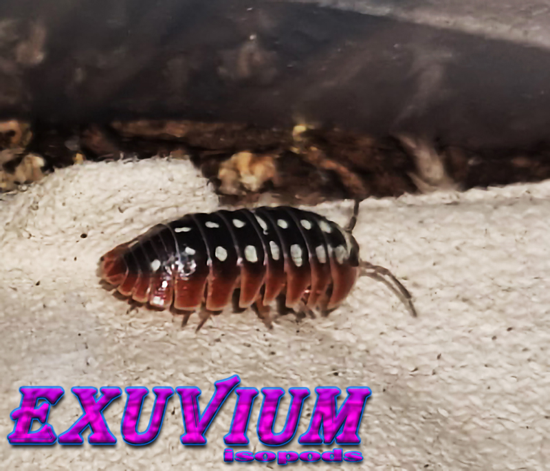 armadillidium klugii dubrovnik, isopods for sale