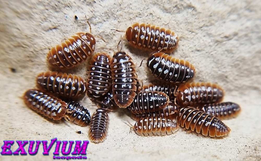 Armadillidium klugii ‘Dubrovnik’ (Dubrovnik Clown Isopod) – Exuvium Isopods