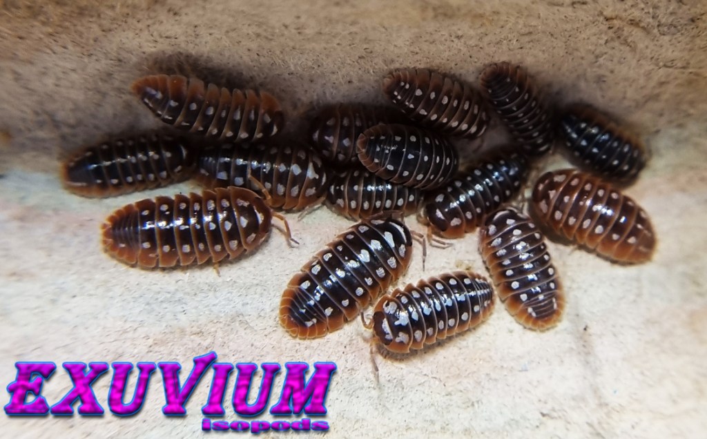 armadillidium klugii dubrovnik, isopods for sale