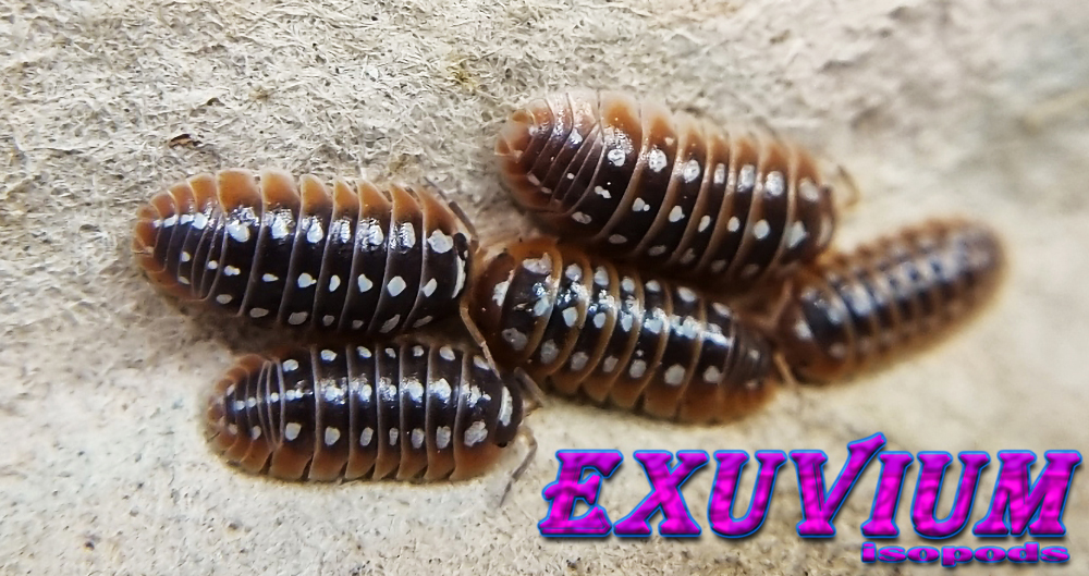 Armadillidium klugii ‘Dubrovnik’ (Dubrovnik Clown Isopod) – Exuvium Isopods