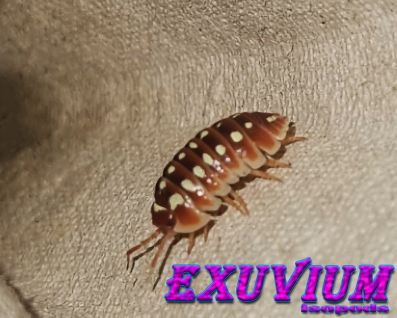 armadillidium klugii dubrovnik, isopods for sale
