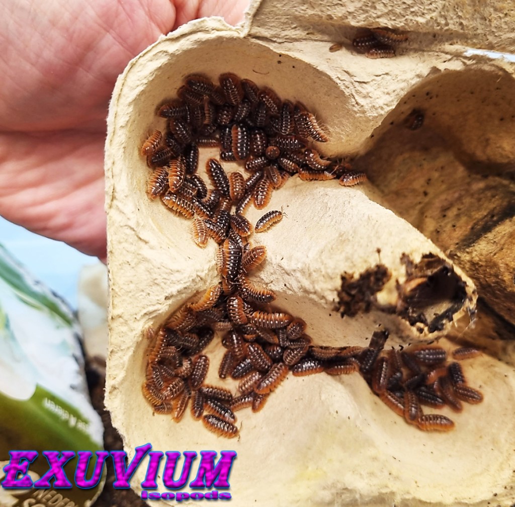 armadillidium klugii dubrovnik, isopods for sale