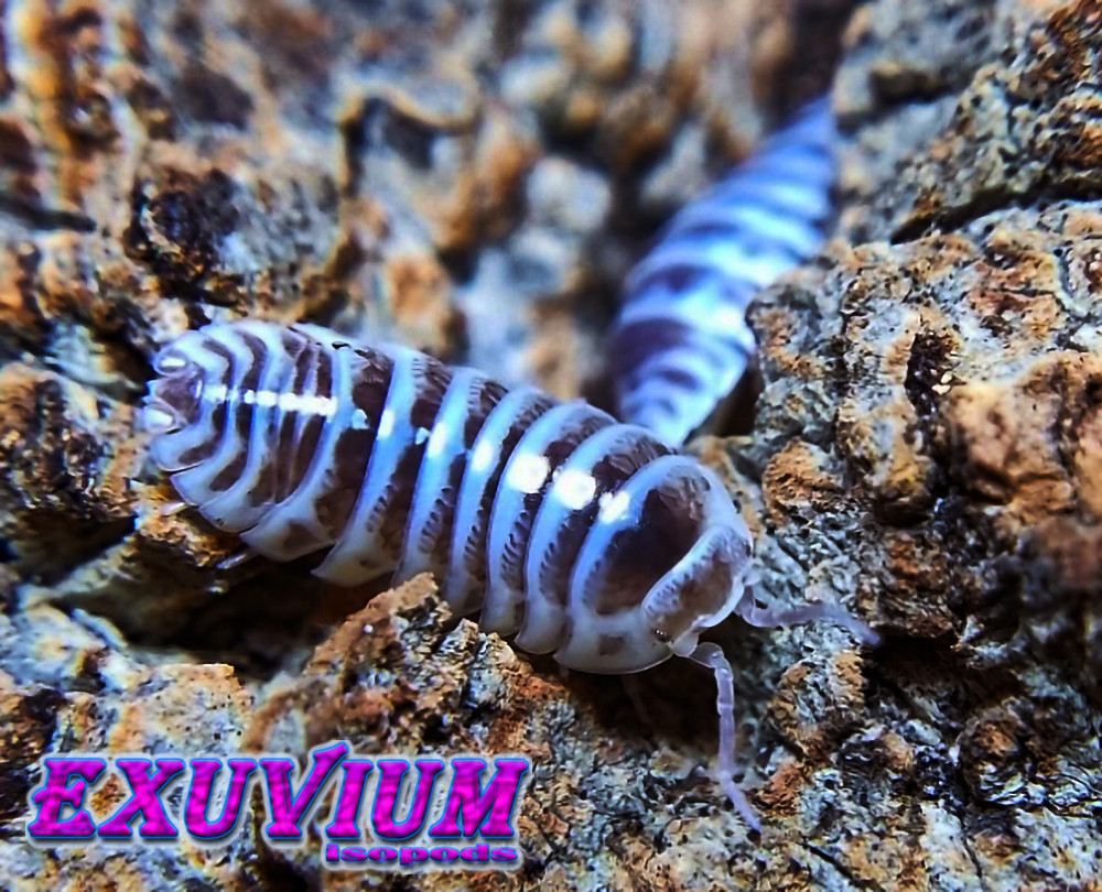 Armadillidium maculatum chocolate, zebra isopod, isopods for sale, in stock, available