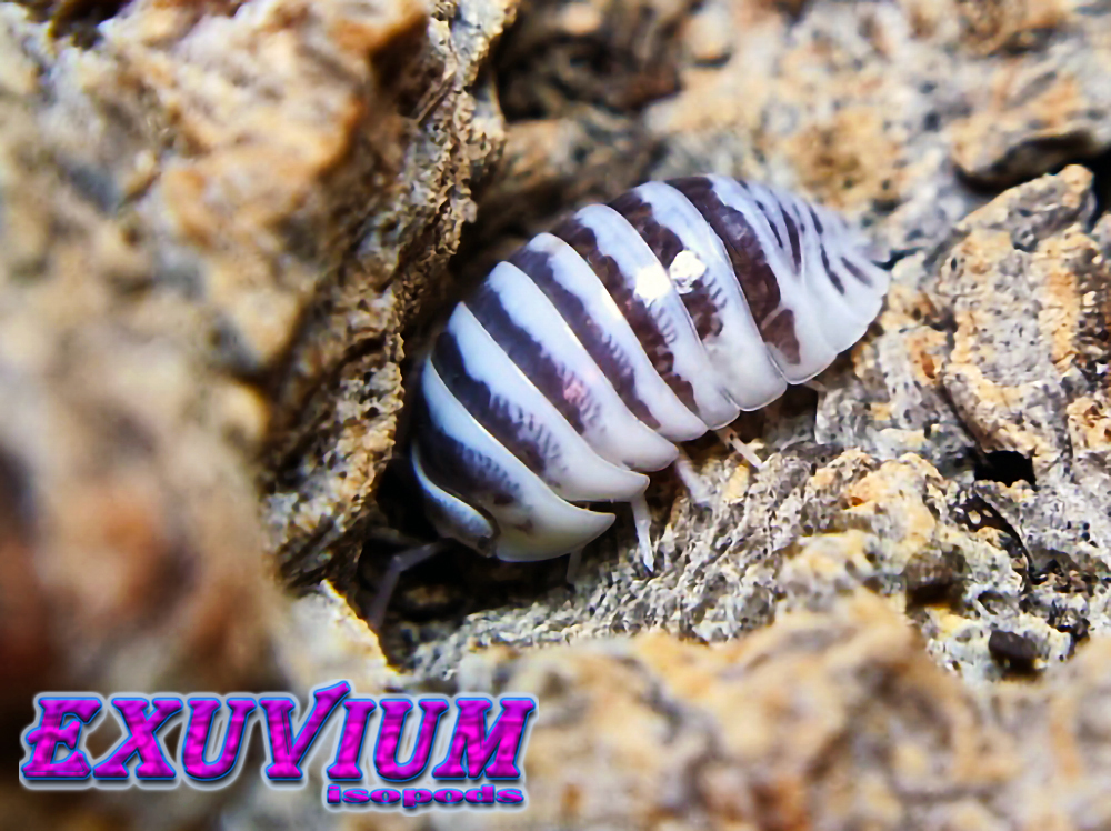 Armadillidium maculatum chocolate, zebra isopod, isopods for sale, in stock, available