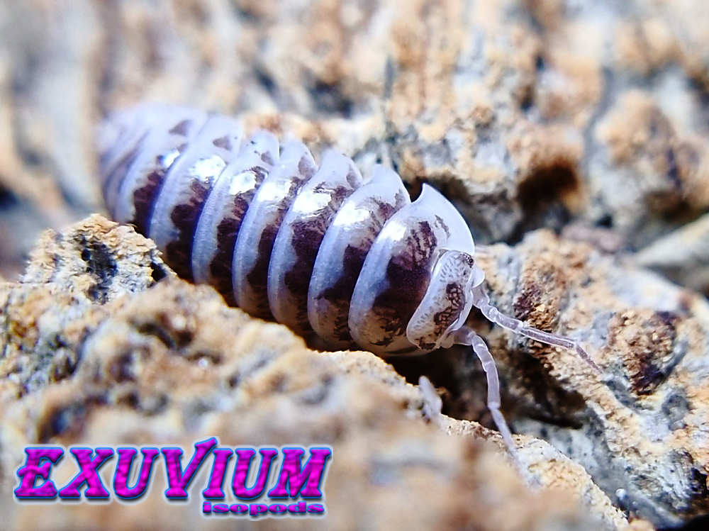 Armadillidium maculatum chocolate, zebra isopod, isopods for sale, in stock, available