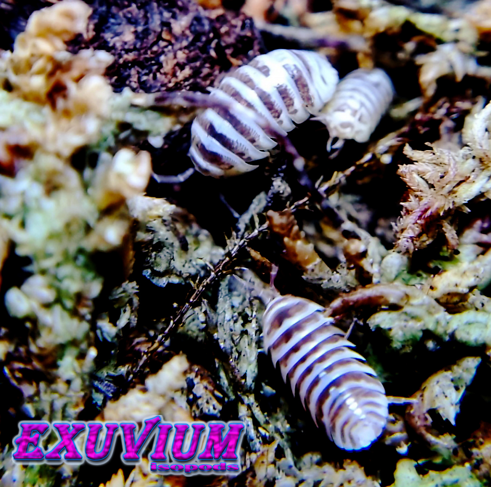 Armadillidium maculatum chocolate, zebra isopod, isopods for sale, in stock, available