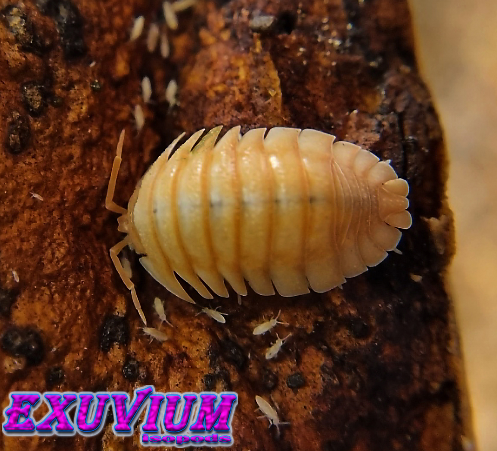 Armadillidium pallasii orange, Corfu, Pallas's pill woodlouse, isopods for sale, in stock, available