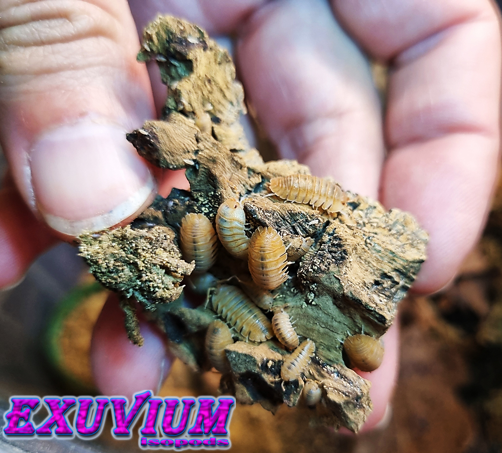 Armadillidium pallasii orange, Corfu, Pallas's pill woodlouse, isopods for sale, in stock, available