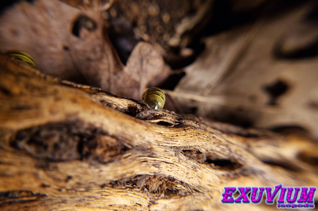 cholla wood for isopods, millipedes, fish and other pet animals. In stock, for sale