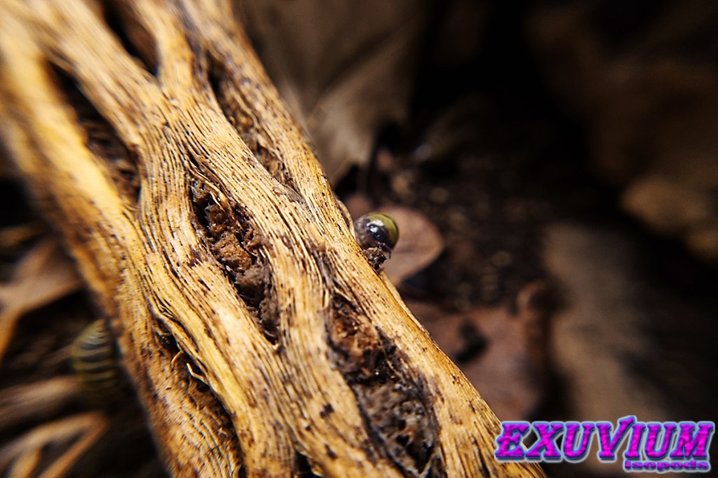 cholla wood for isopods, millipedes, fish and other pet animals. In stock, for sale