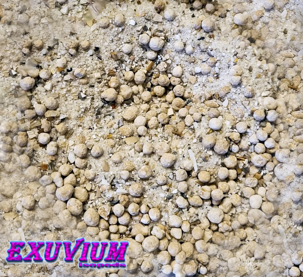 limestone granules and oyster seashell for isopods, millipedes, snails, roaches and other invertebrates. Available, for sale, in stock