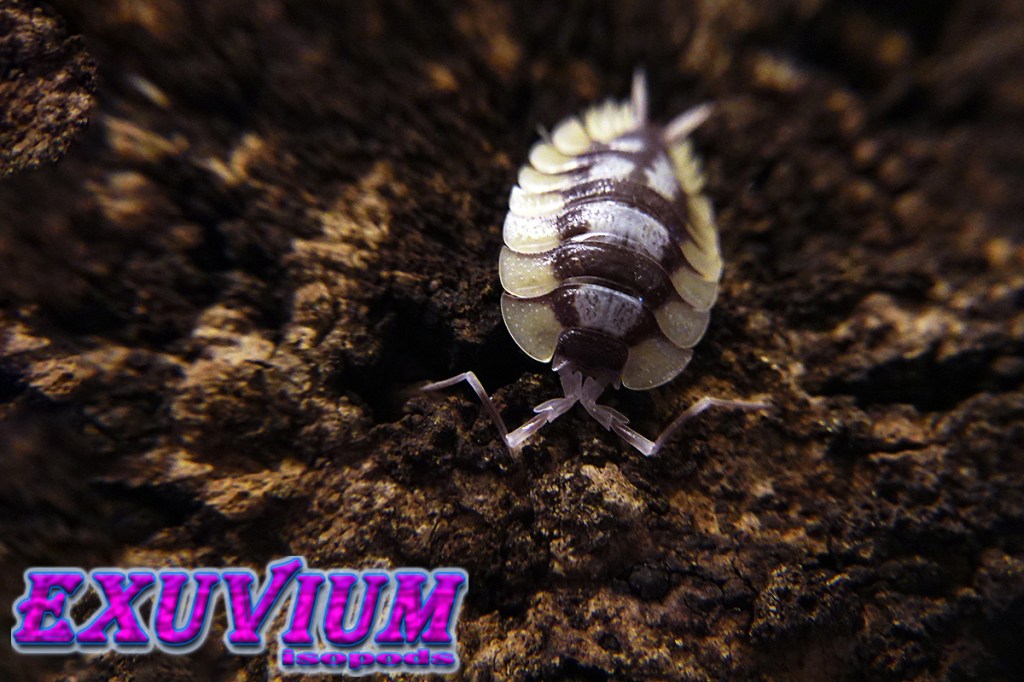 Porcellio expansus, spanish giant isopod