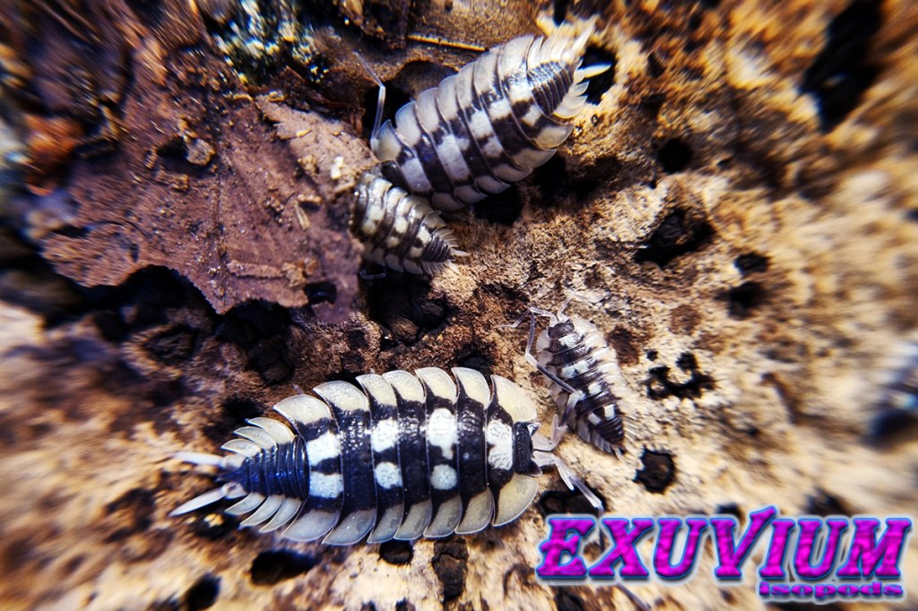 Porcellio expansus, spanish giant isopod