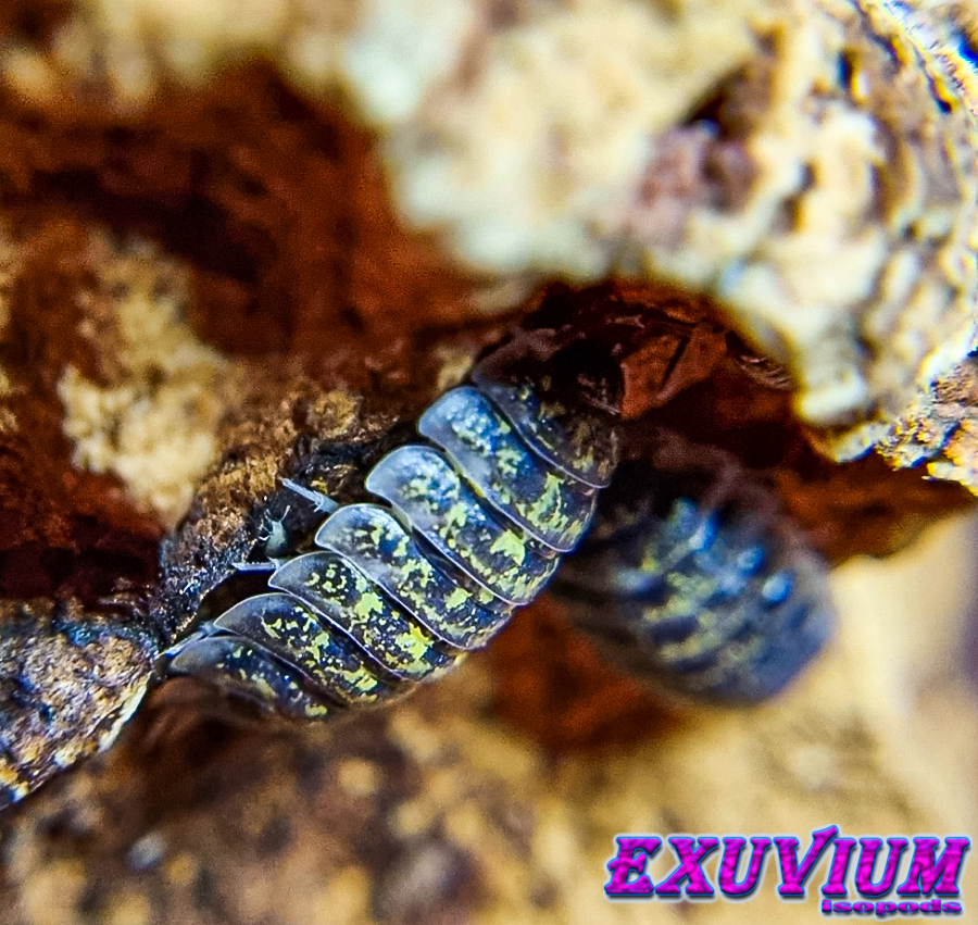 porcellio flavomarginatus crete, creta, kreta, isopods for sale, in stock, available