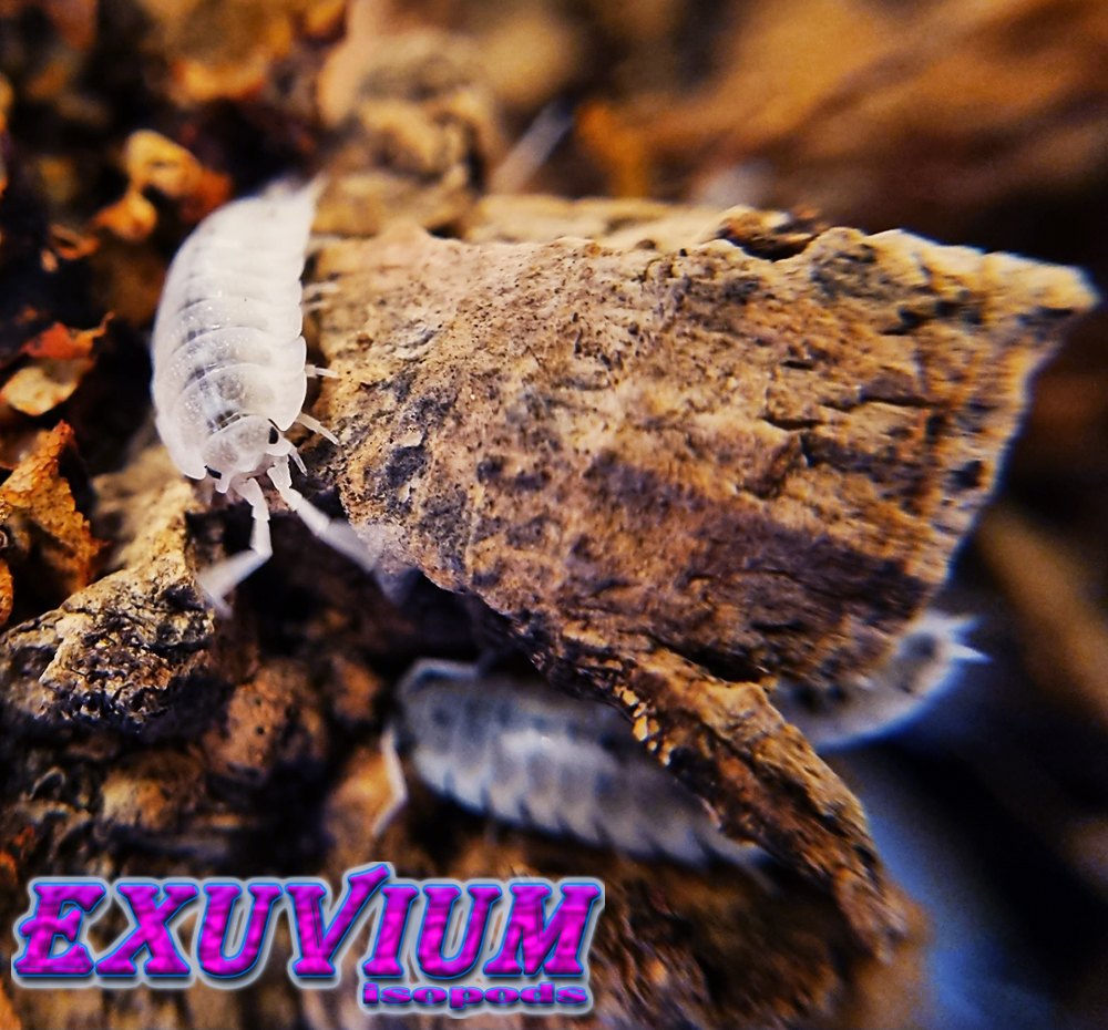 porcellio scaber moonstone, isopods for sale