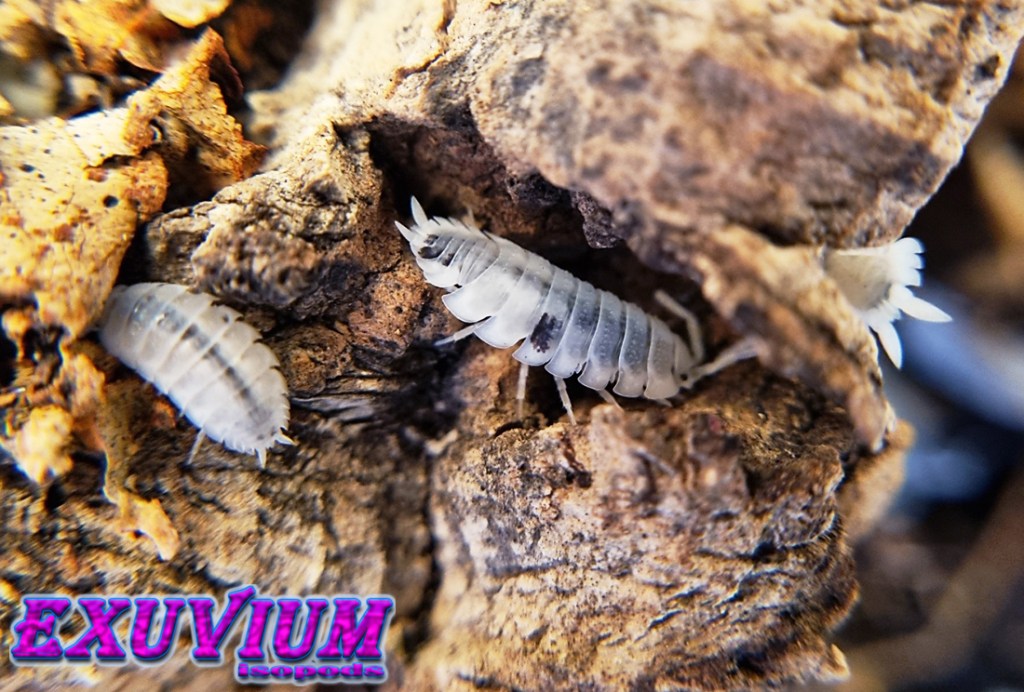 porcellio scaber moonstone, isopods for sale