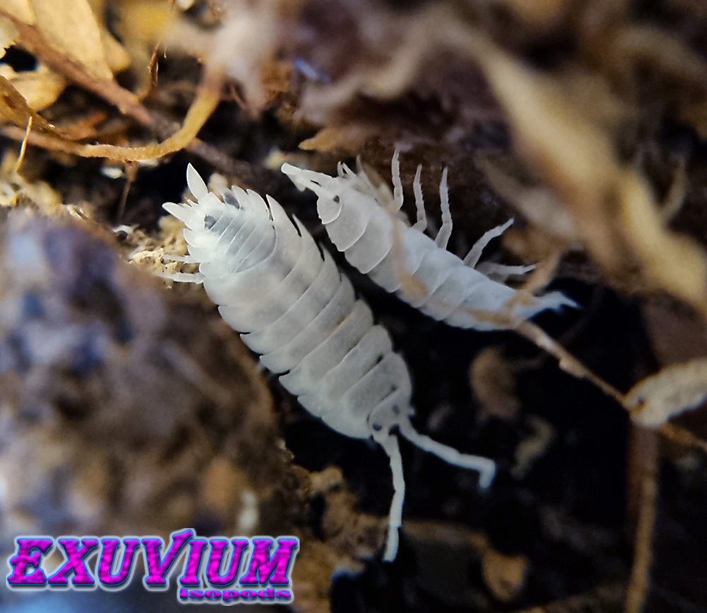 porcellio scaber moonstone, isopods for sale