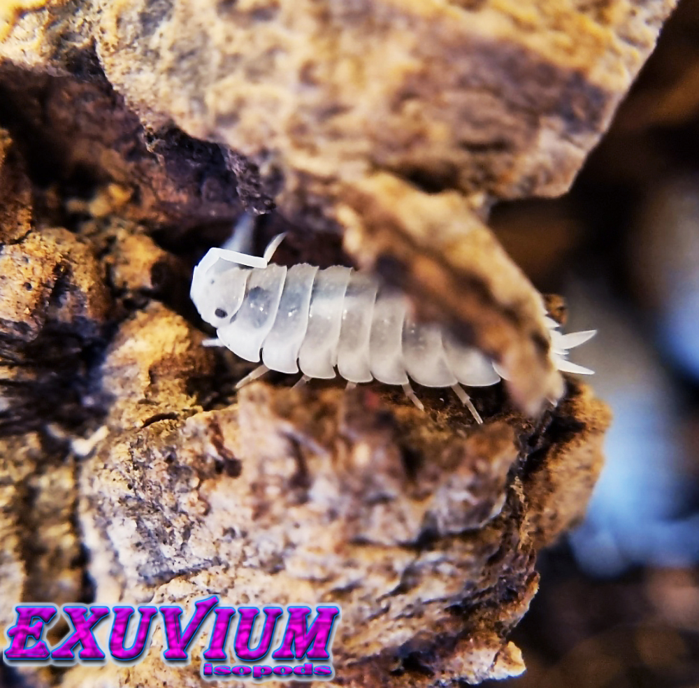 porcellio scaber moonstone, isopods for sale