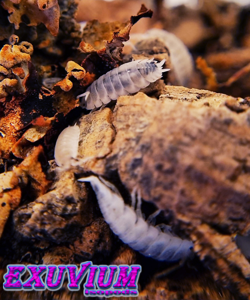porcellio scaber moonstone, isopods for sale
