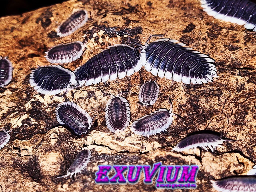 Porcellio werneri, isopods for sale, in stock, available