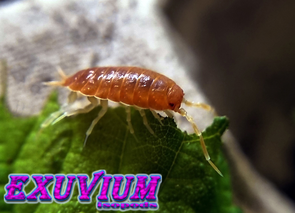 porcellionides pruinosus powder orange, isopods for sale, in stock, available
