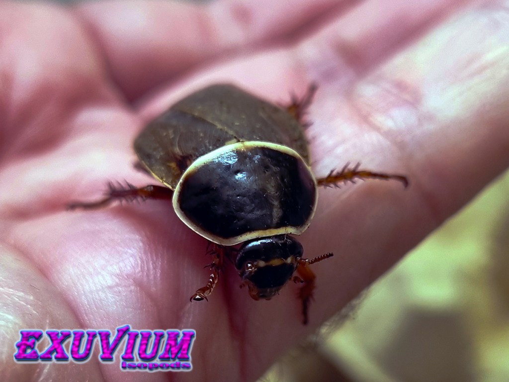 Simandoa conserfariam, cave cockroach, extinct in the wild roach, pet roach, isopods for sale