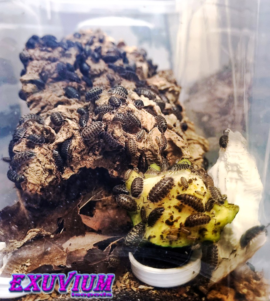 porcellio flavomarginatus crete, creta, kreta, isopods for sale, in stock, available