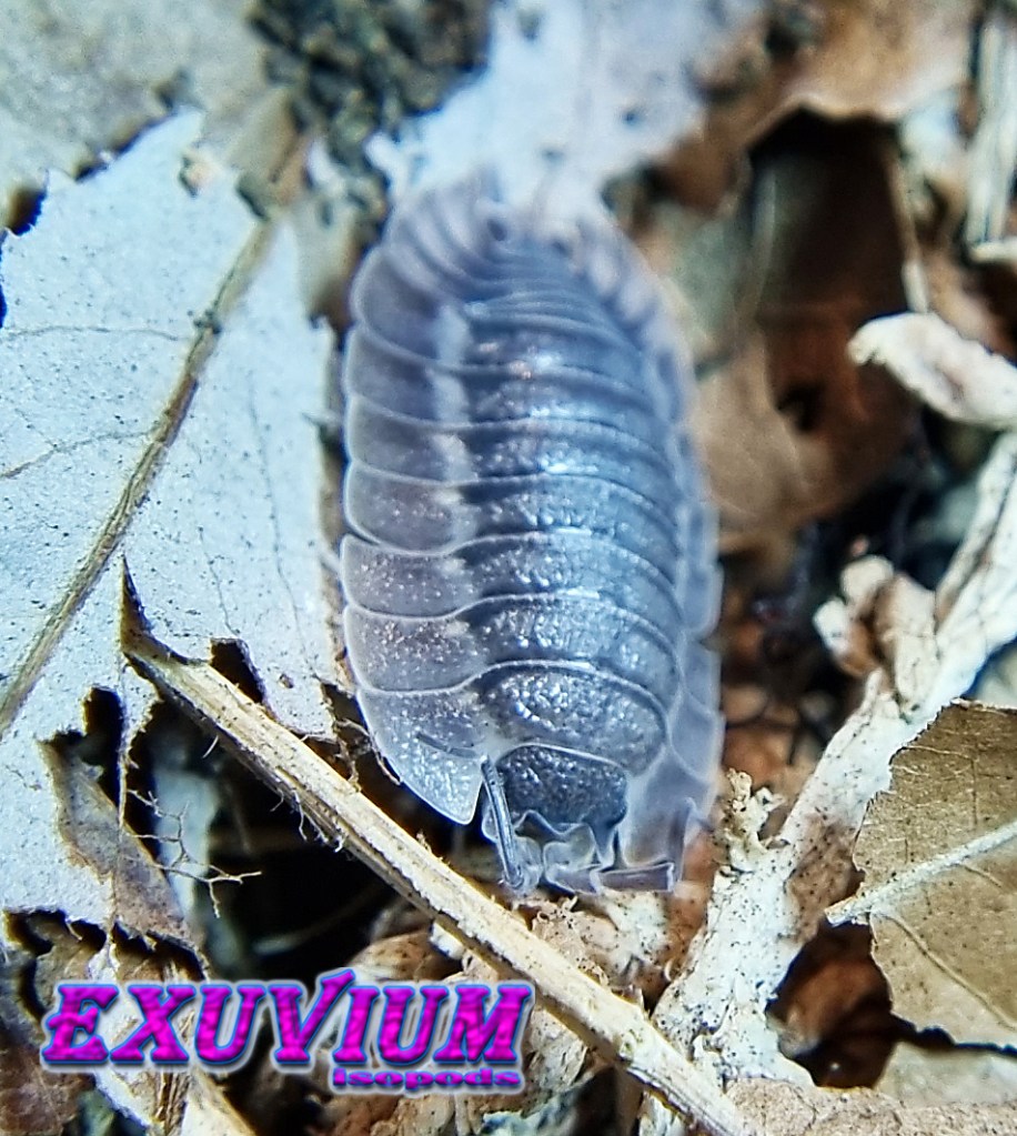 Porcellio spatulatus coros, isopods for sale