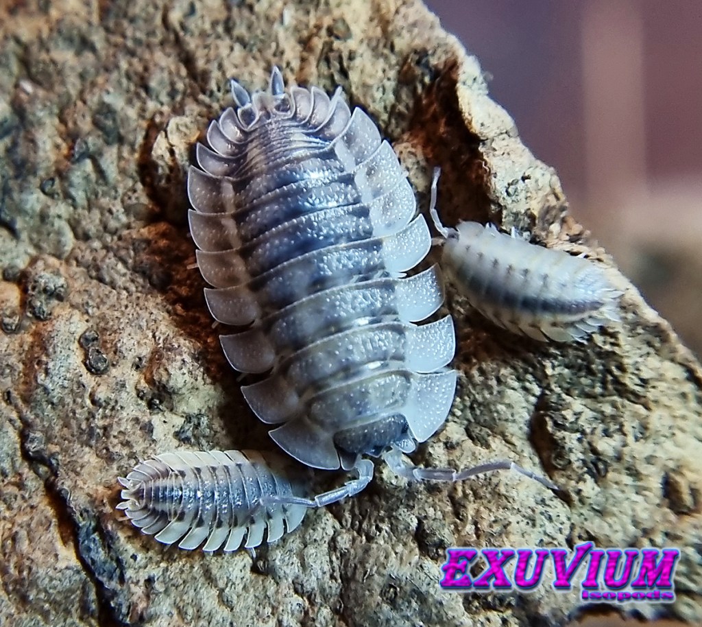 Porcellio spatulatus coros, isopods for sale