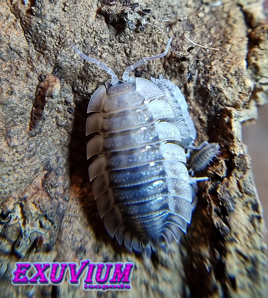 Porcellio spatulatus coros, isopods for sale
