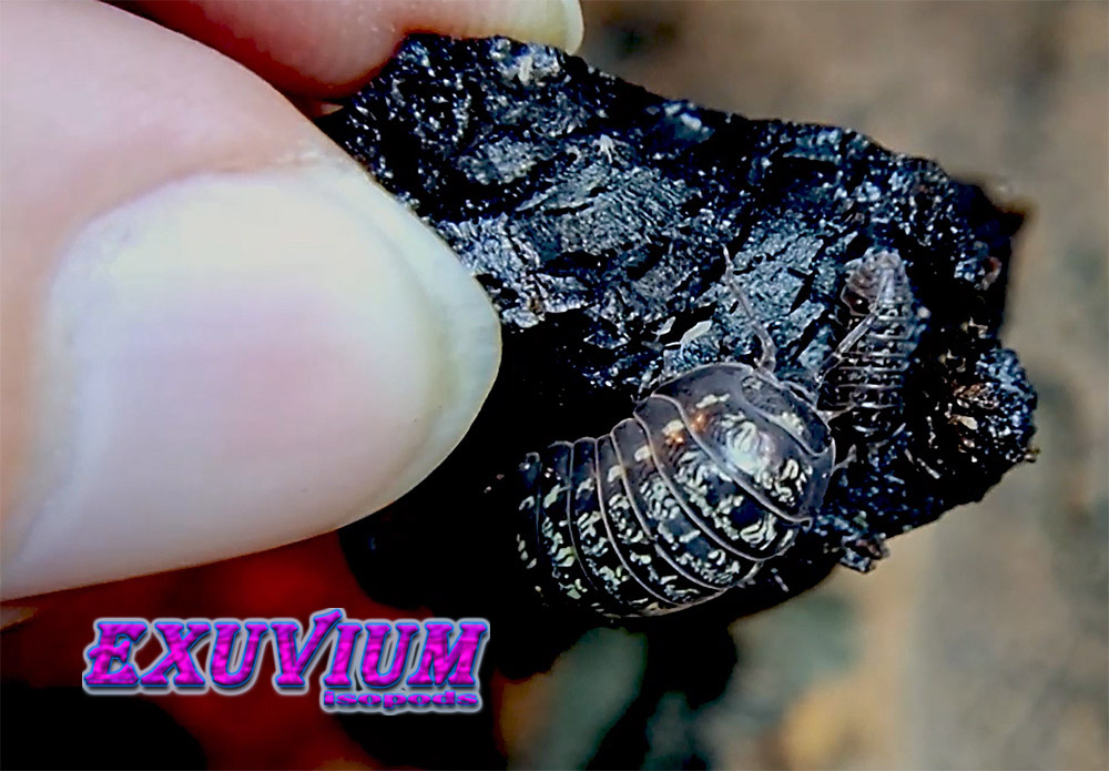 Armadillidium simoni, isopods for sale
