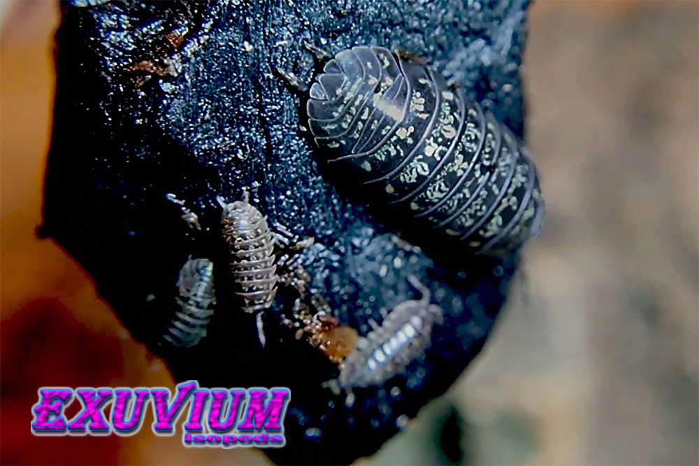 Armadillidium simoni, isopods for sale