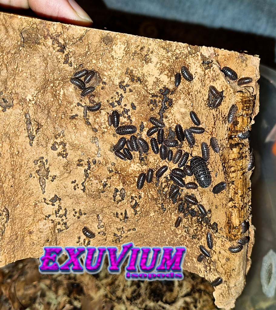 Armadillidium simoni, isopods for sale