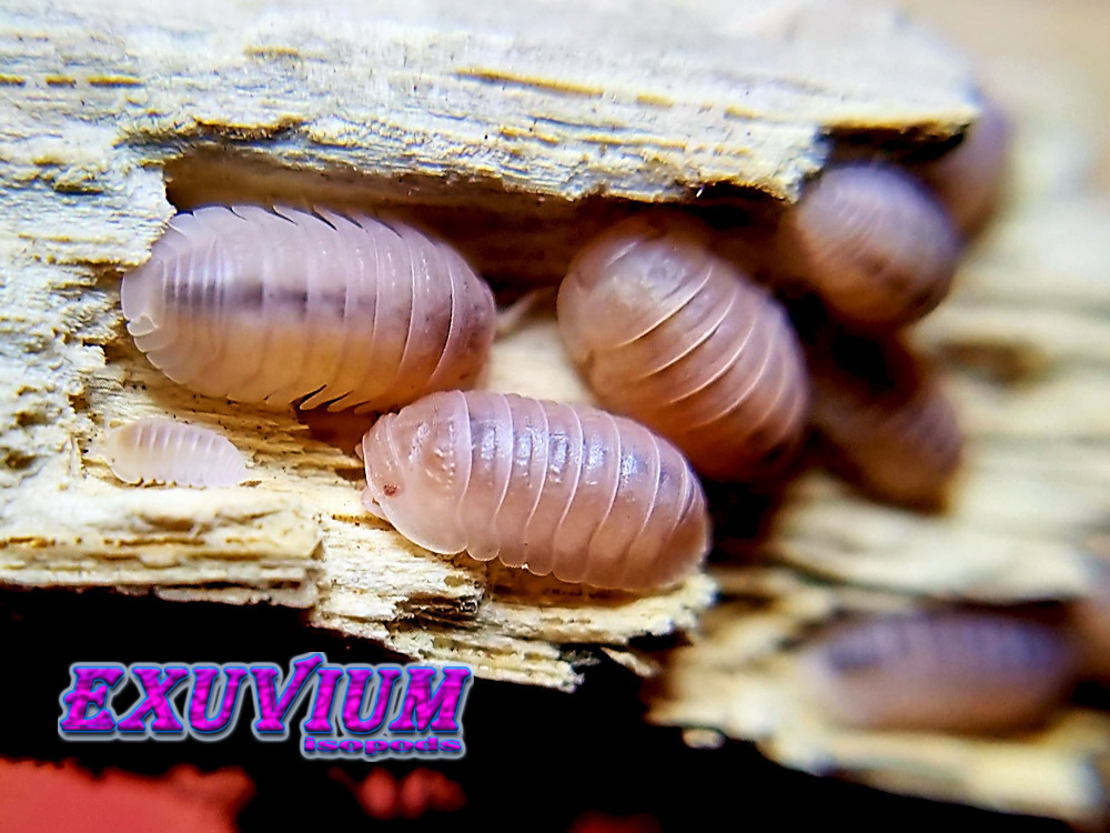 cubaris murina papaya, albino isopod, isopods for sale, in stock, available