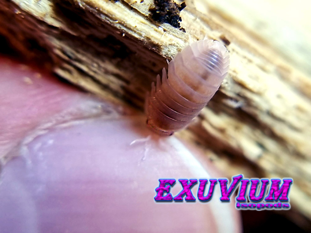 cubaris murina papaya, isopods for sale, in stock, available