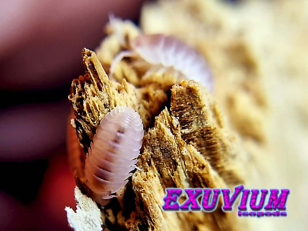 cubaris murina papaya, isopods for sale, in stock, available