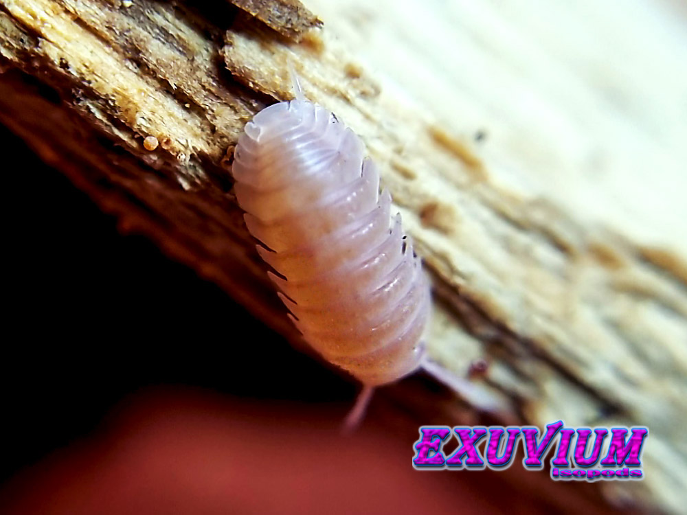 cubaris murina papaya, isopods for sale, in stock, available