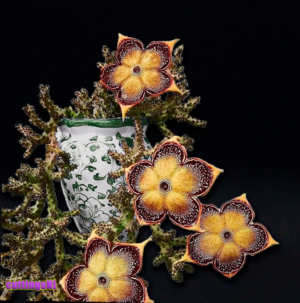 Edithcolea grandis, cutting for sale, no seeds