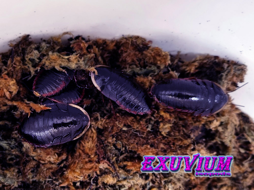 Opisthoplatia orientalis, roaches for sale, available, in stock