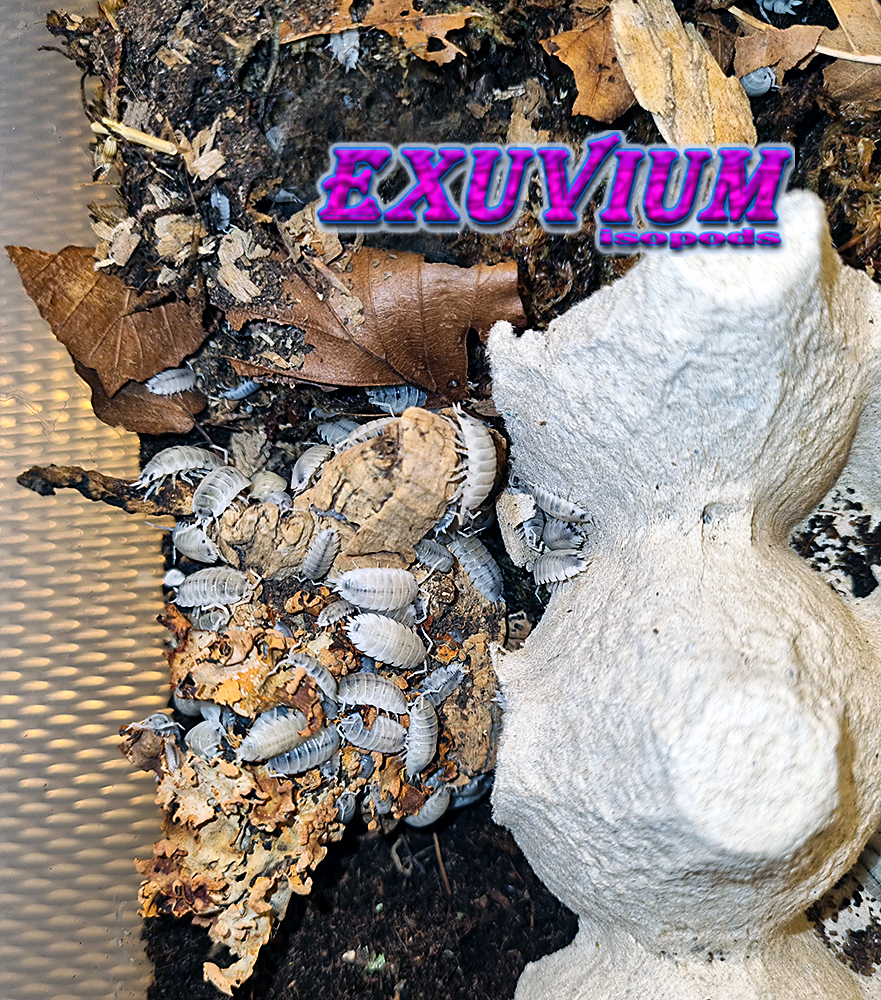 porcellio scaber moonstone, isopods for sale