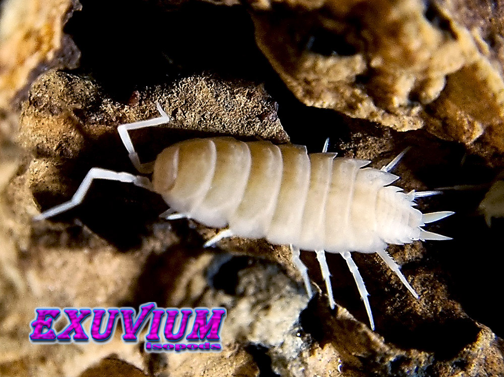 porcellionides pruinosus whiteout, isopods for sale, in stock, available