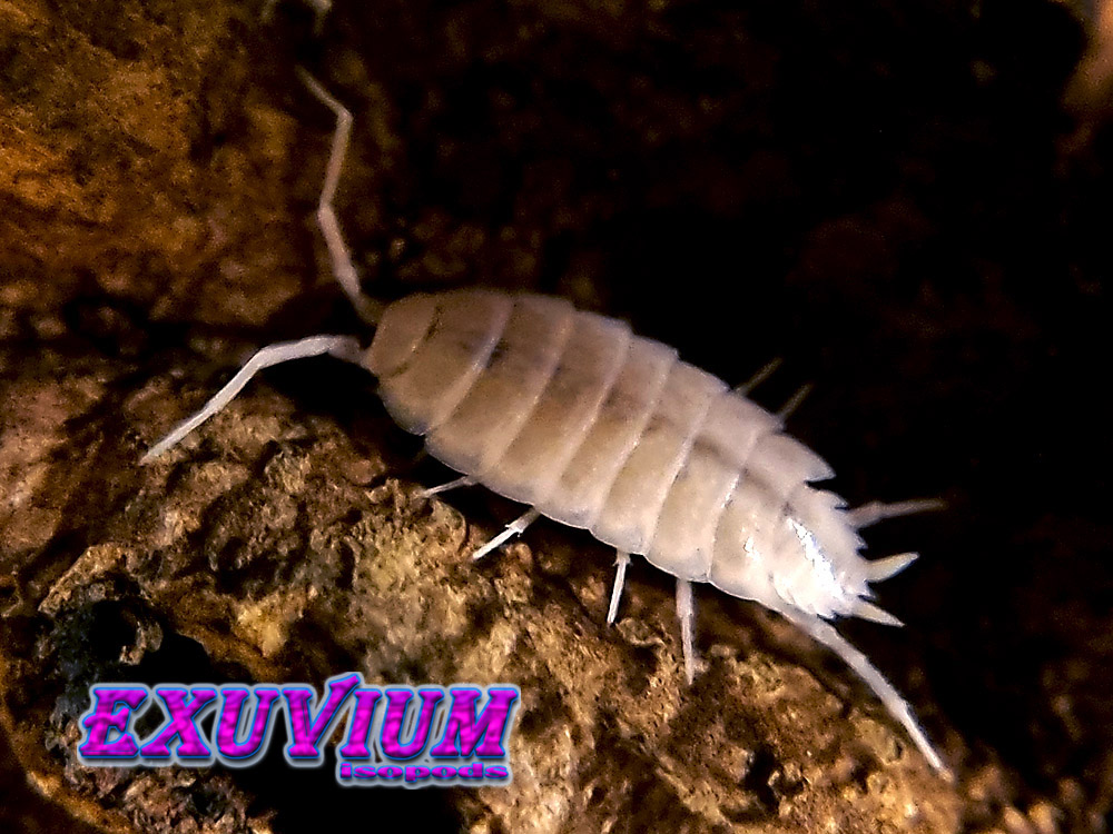 porcellionides pruinosus whiteout, isopods for sale, in stock, available