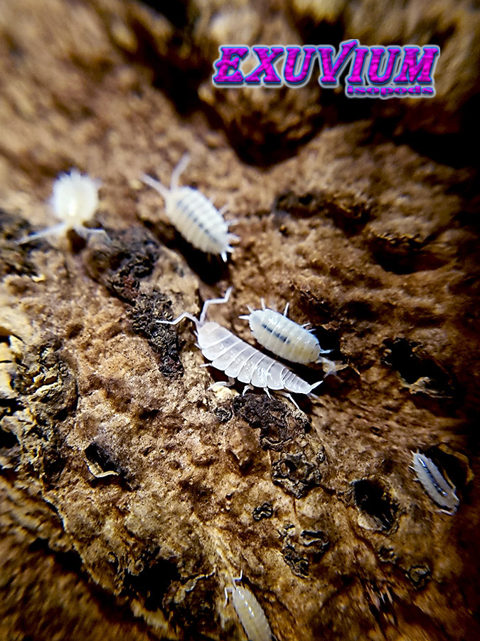 porcellionides pruinosus whiteout, isopods for sale, in stock, available