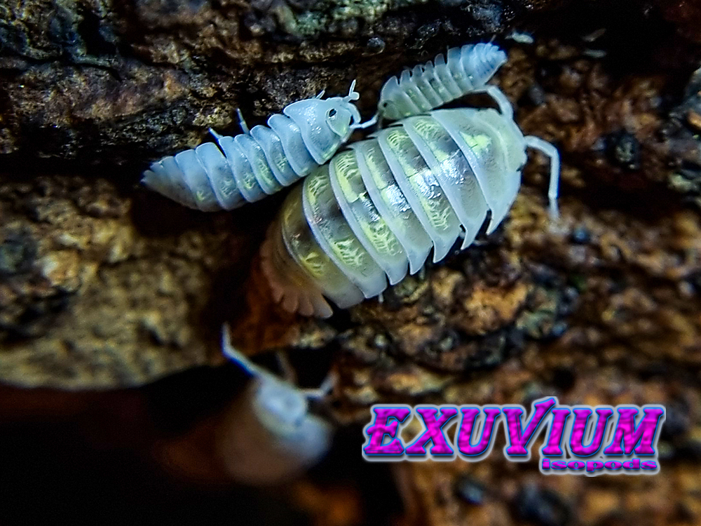 Armadillidium depressum ‘Magic Potion’ SALE 🔥 – Exuvium Isopods
