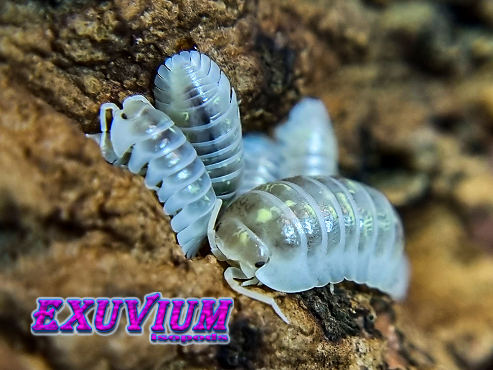 Armadillidium depressum Magic Potion isopods for sale