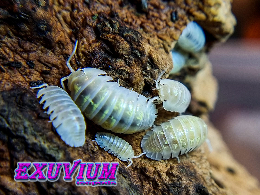 Armadillidium depressum ‘Magic Potion’ SALE 🔥 – Exuvium Isopods
